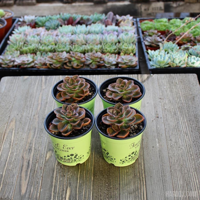 succulent melaco Echeveria Melaco - 4 inch