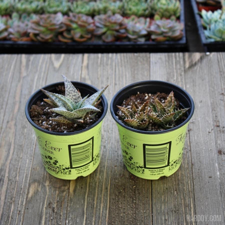 IMG_0969_450x450.jpg?v=1559322325