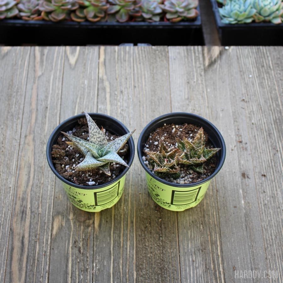 Assorted Aloe Packs - 4 Inch | Premium Succulents Direct From the