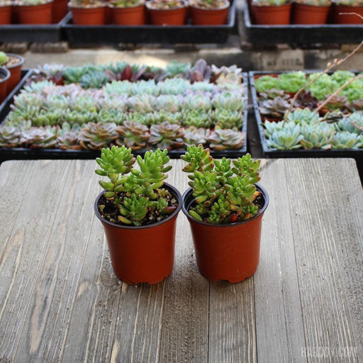 jelly bean succulent toxic Sedum Rubrotinctum - Pork and Beans - 4 Inch