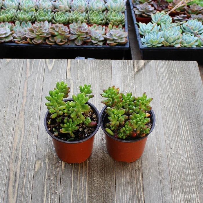 pork and beans succulent indoors Sedum Rubrotinctum - Pork and Beans - 4 Inch