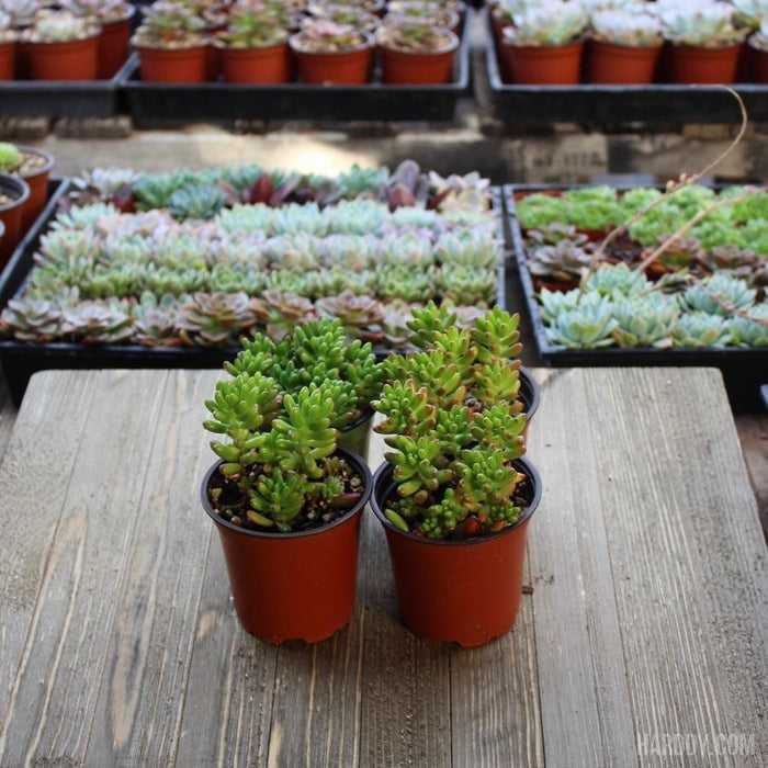 pork and beans succulent indoors Sedum Rubrotinctum - Pork and Beans - 4 Inch
