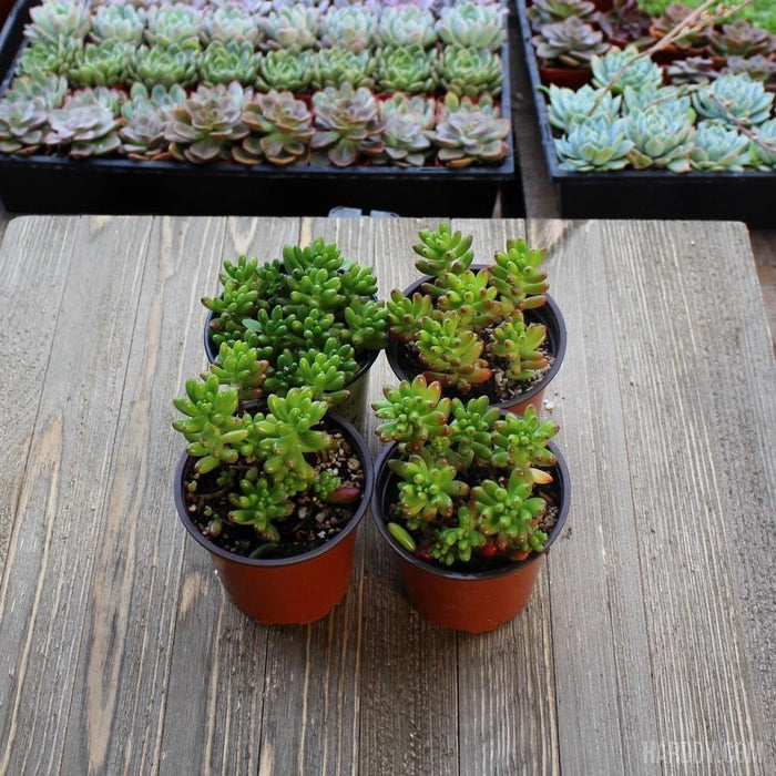 pork and beans succulent plant Sedum Rubrotinctum - Pork and Beans - 4 Inch