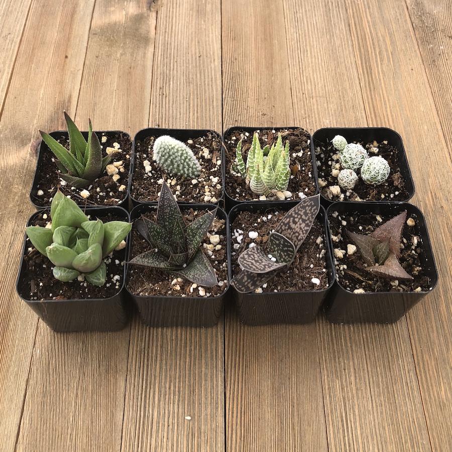 low light succulent plants Indoor Succulents - Low Light Office Home Plants