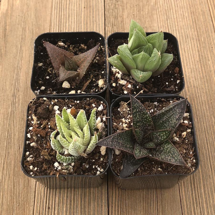 Indoor Succulents - Low Light Office Home Plants | Pack | Harddy