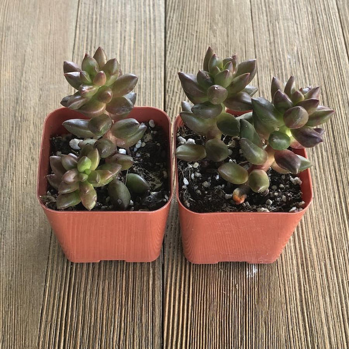 sedeveria succulent Jet Beads Sedeveria - Hybrid