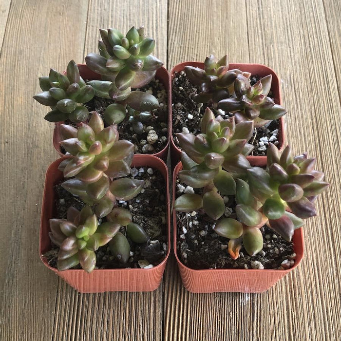 jet beads succulent care Jet Beads Sedeveria - Hybrid