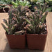 Kalanchoe - Mother of Millions Hybrid - 2 inch | Plant | Harddy