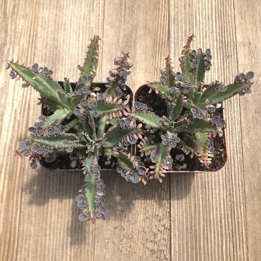 million plant succulent Kalanchoe - Mother of Millions Hybrid - 2 inch