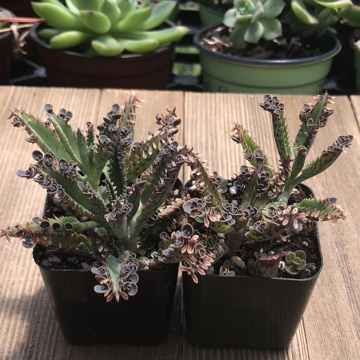 mother of millions house plant Kalanchoe - Mother of Millions Hybrid - 2 inch
