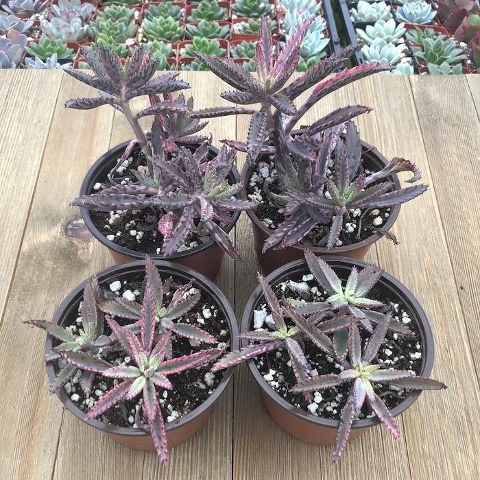 succulent butterfly plant Pink Butterflies Kalanchoe - 4 Inch