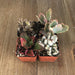 Killer Kalanchoe Succulent Collection | Pack | Harddy