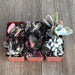 Killer Kalanchoe Succulent Collection | Pack | Harddy
