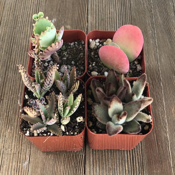 lowes succulent plants Killer Kalanchoe Succulent Collection