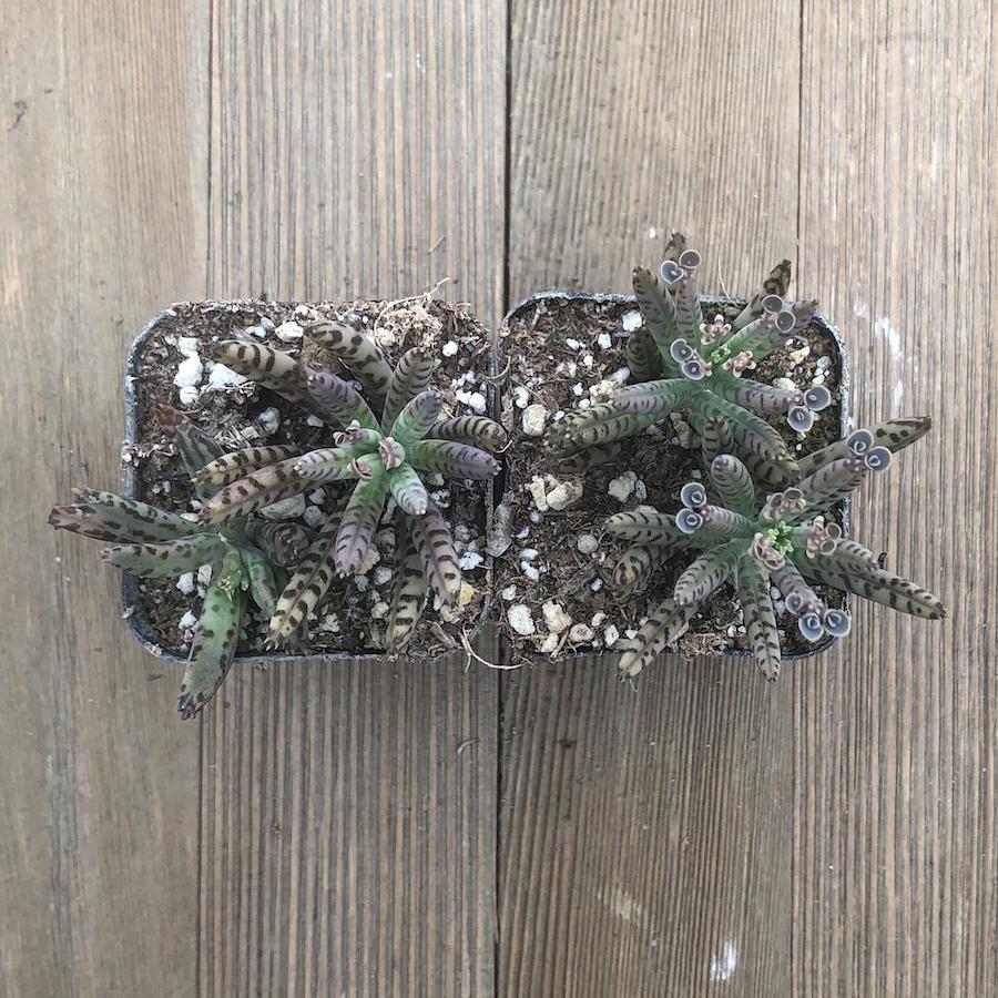 chandelier succulent near me Kalanchoe Chandelier Plant - tubiflora
