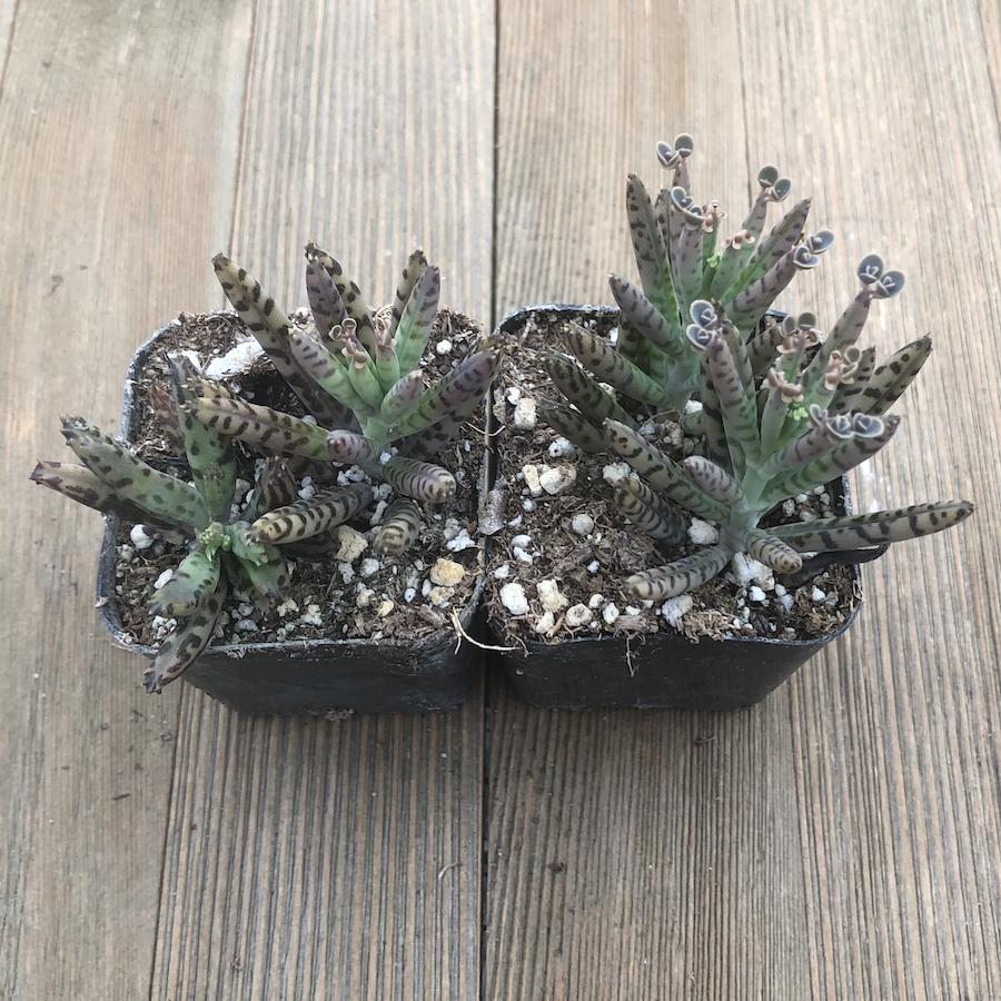 chandelier succulent near me Kalanchoe Chandelier Plant - tubiflora