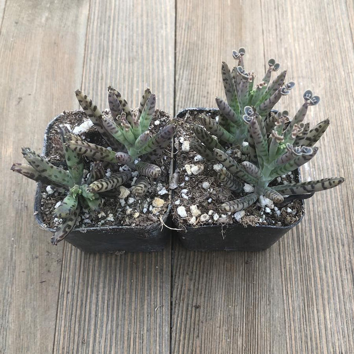 chandelier plant succulent Kalanchoe Chandelier Plant - tubiflora
