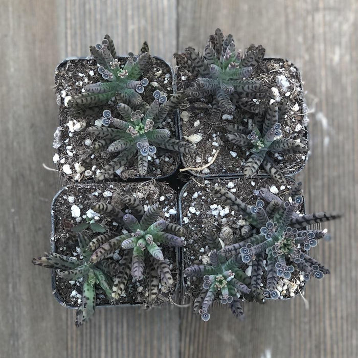 kalanchoe tubiflora succulent Kalanchoe Chandelier Plant - tubiflora