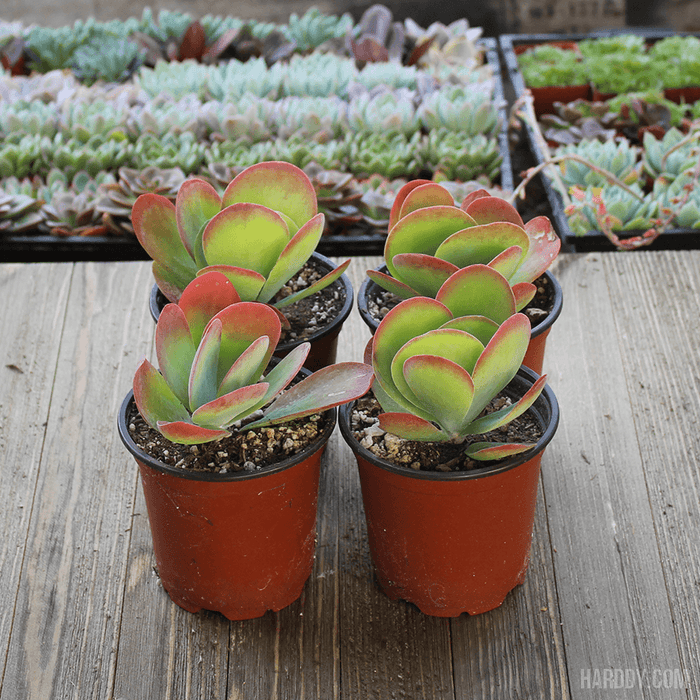 kalanchoe luciae flapjacks succulent plant Kalanchoe Flapjack - Paddle Plant - 4 inch