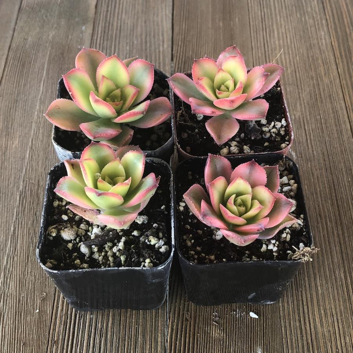 kiwi plant succulent Kiwi Aeonium - Aeonium Kiwi Tricolor - 2 inch