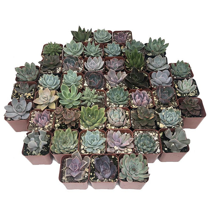 2 inch succulents for sale Assorted Rosette 2 inch Succulent Plants