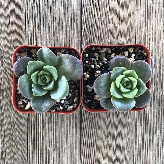 lily pad succulent Lily Pad Aeonium - 2 inch
