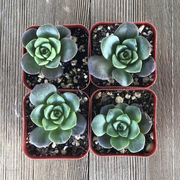 succulent lily Lily Pad Aeonium - 2 inch