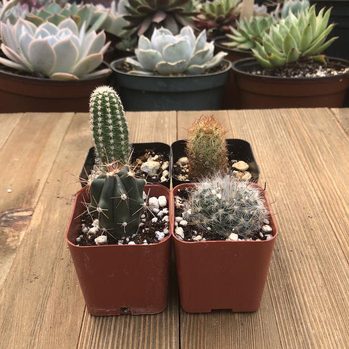 Assorted Cacti - Mini Spikey Cactus Plants | Pack | Harddy