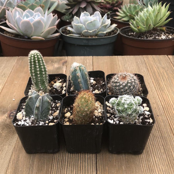 small cactus plants for indoors Assorted Cacti - Mini Spikey Cactus Plants