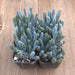 Mini Blue Chalk Sticks Succulent - Senecio serpens | Plant | Harddy