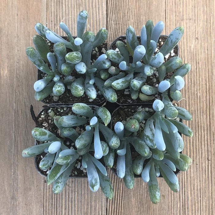 peppermint stick succulent Mini Blue Chalk Sticks Succulent - Senecio serpens