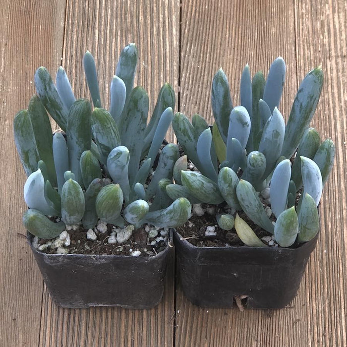 chalk plant succulent Mini Blue Chalk Sticks Succulent - Senecio serpens