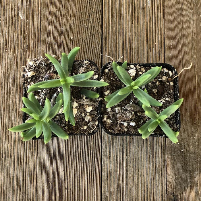 small tree succulent Mini Pine Tree Succulent - Crassula tetragona - 2 Inch