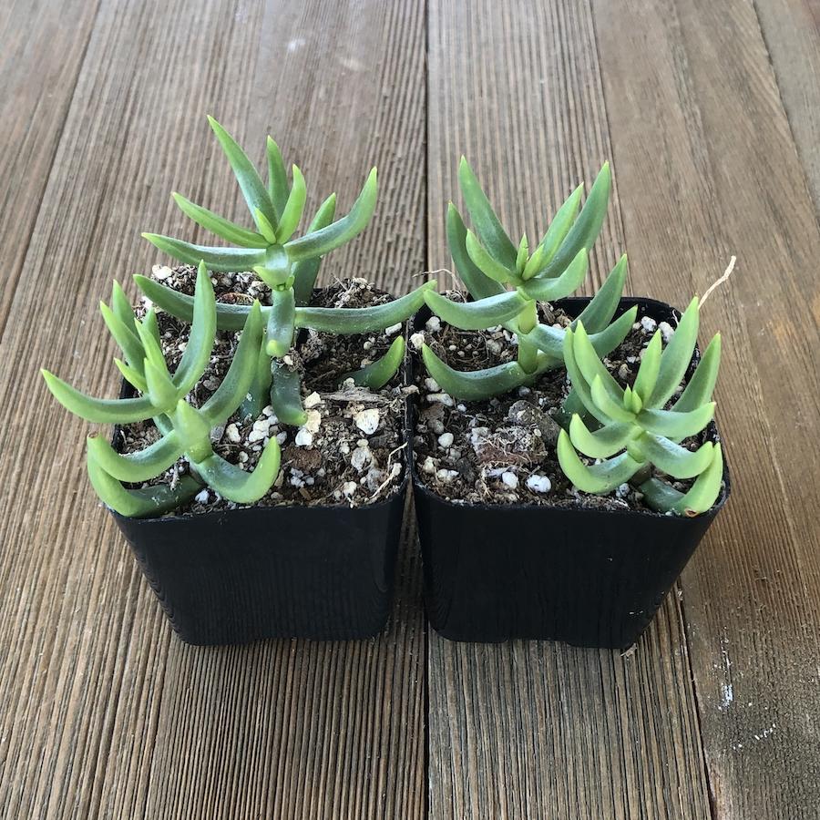 mini pine succulent Mini Pine Tree Succulent - Crassula tetragona - 2 Inch