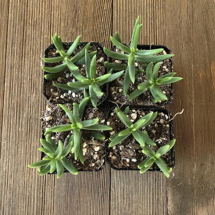 succulents that look like pine trees Mini Pine Tree Succulent - Crassula tetragona - 2 Inch