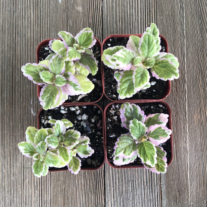 plectranthus succulent Mint Leaf - Plectranthus Cream and Green - 2 Inch