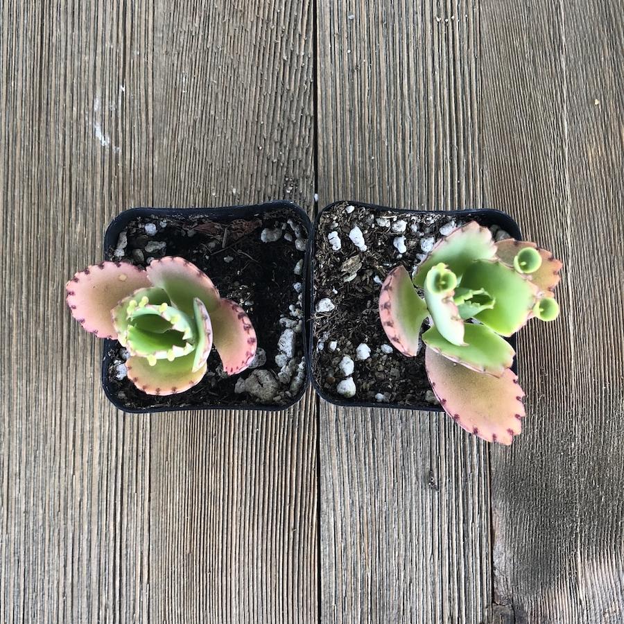 3 mother of thousands kalanchoe daigremontiana mexican hat plant succulent Kalanchoe daigremontiana - Mother of Thousands - 2 inch