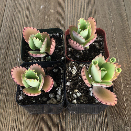 succulents box mother of thousands kalanchoe 2 inch Kalanchoe daigremontiana - Mother of Thousands - 2 inch