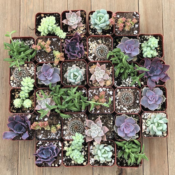 Mothers Day Everyday Succulents | Pack | Harddy