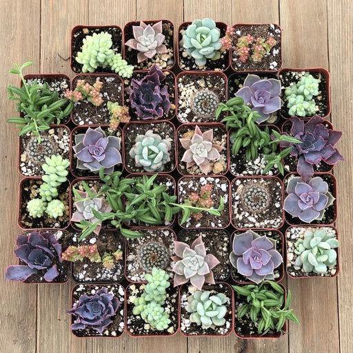 mother's day succulents Mothers Day Everyday Succulents