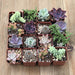 Mothers Day Everyday Succulents | Pack | Harddy