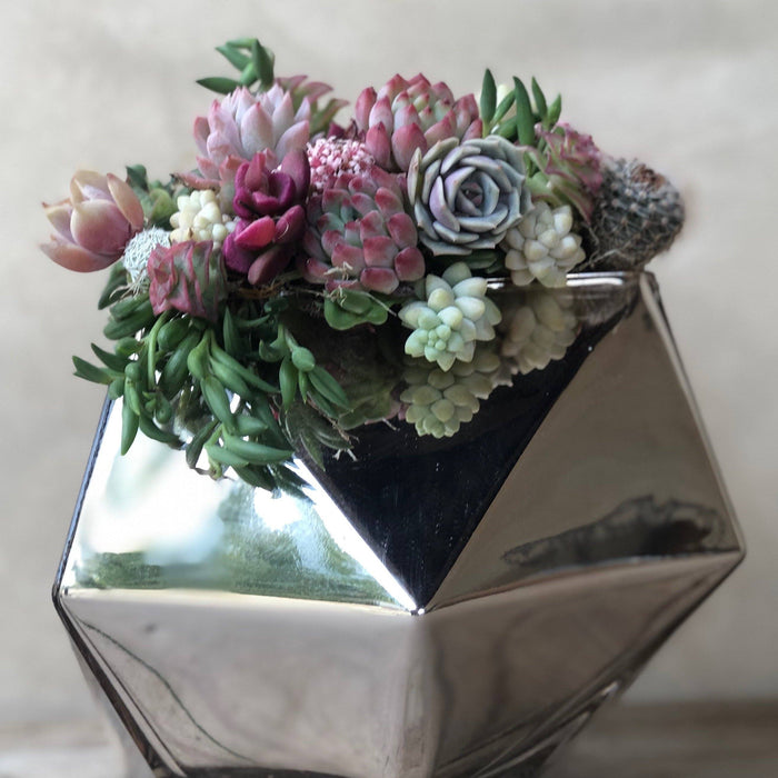 Mothers Day Everyday Succulents | Pack | Harddy