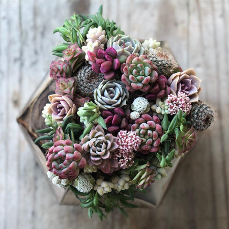 Mothers Day Everyday Succulents
