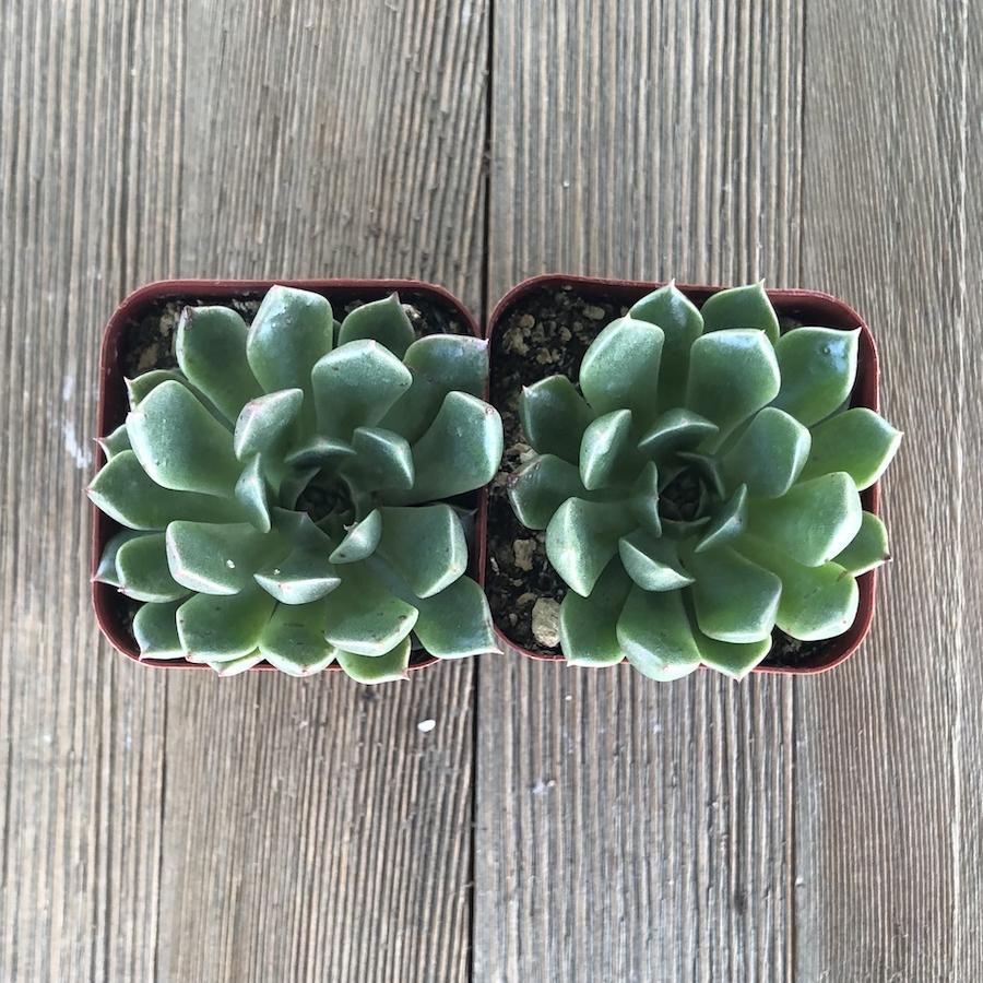 olivia succulent Echeveria Olivia