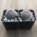 Mini Cactus - Notocactus schlosseri | Plant | Harddy