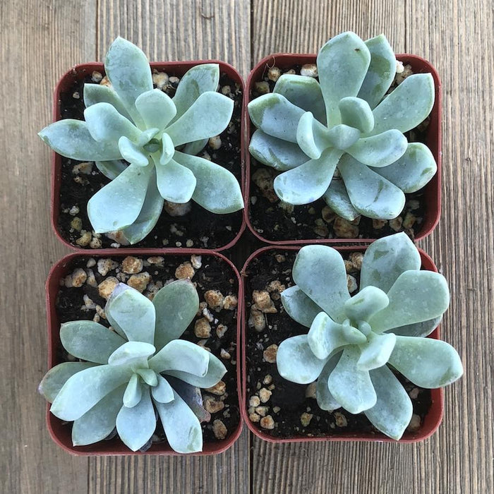 cheyenne succulent plant Pachyphytum Cheyenne