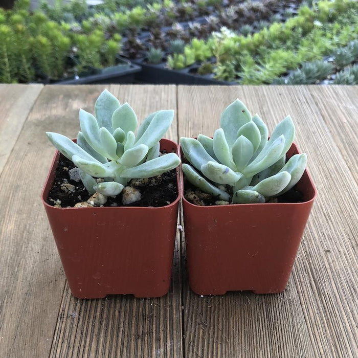 cheyenne succulent Pachyphytum Cheyenne