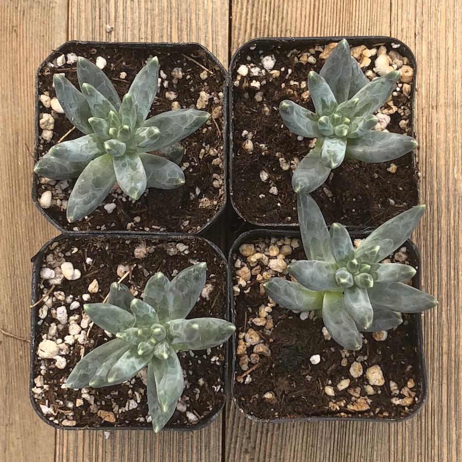 Pachyphytum_Compactum_-