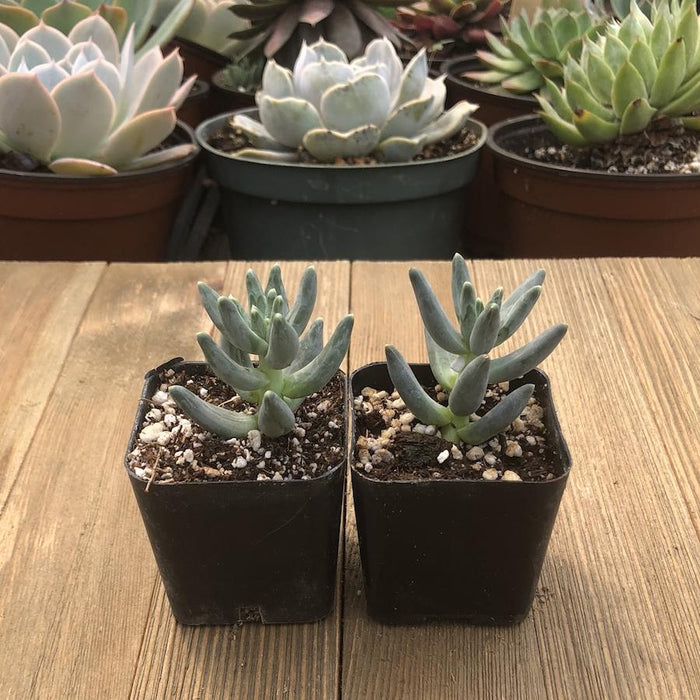 pachyphytum compactum succulent Pachyphytum Compactum