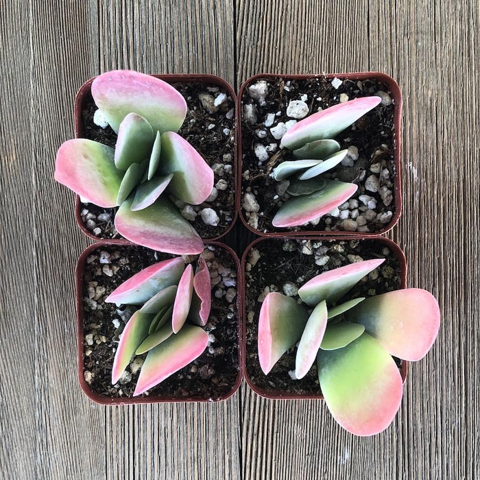variegated flapjack succulent Kalanchoe Flapjacks - Paddle Plant - 2 inch